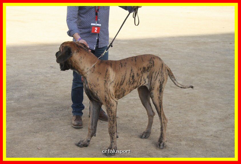 180311 mostra_canina 142.jpg
